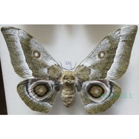 Gonimbrasia zambesina (Walker, 1865) female ex.pupa Kenya 126mm12c